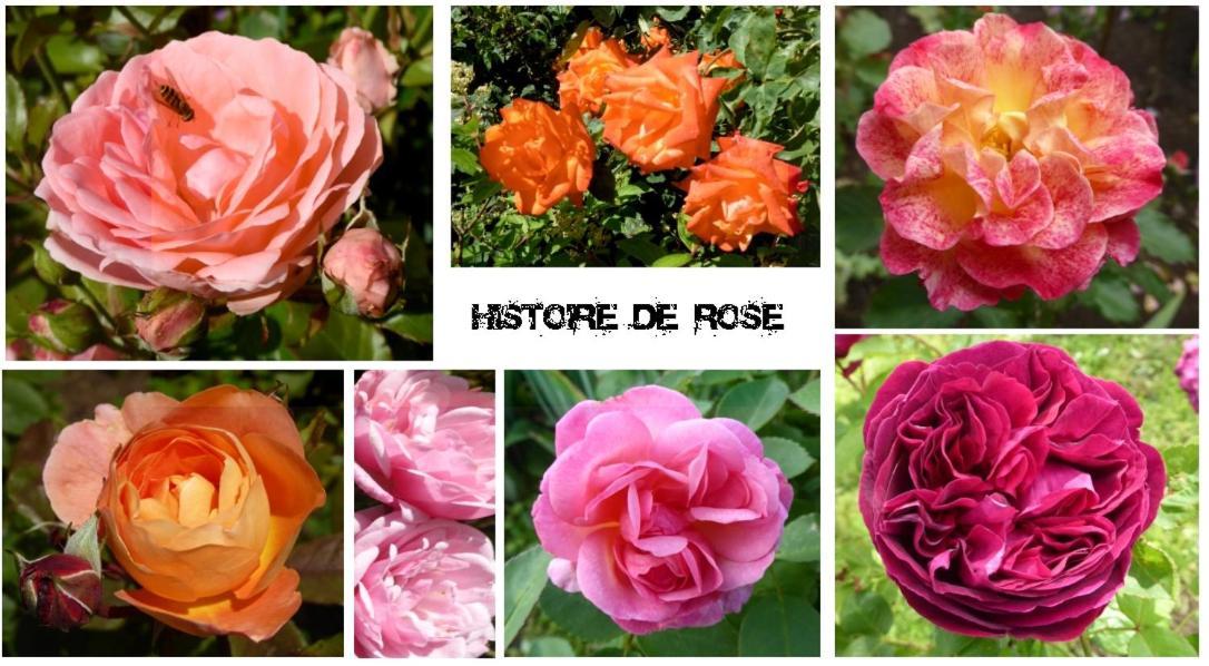 Au Rendez Vous De L'Auxois B&B Essey Экстерьер фото